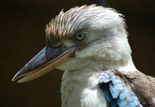 Kukaburra Vorschau