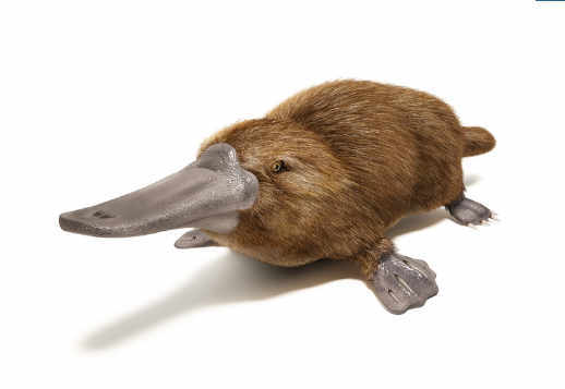 Pīļknābis Vorschau
